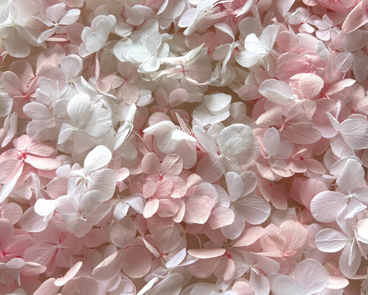White and Pink Butterfly Hydrangea Petals