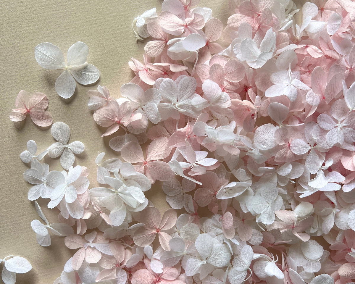 White and Pink Butterfly Hydrangea Petals