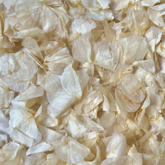 Ivory Hydrangea Petal Natural Confetti | 100% Natural & Biodegradable