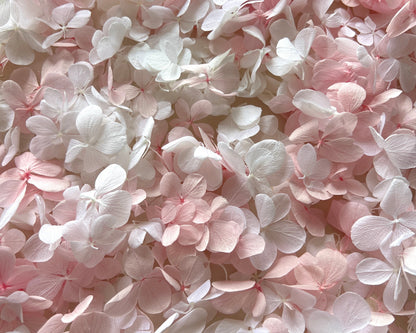 White and Pink Butterfly Hydrangea Petals