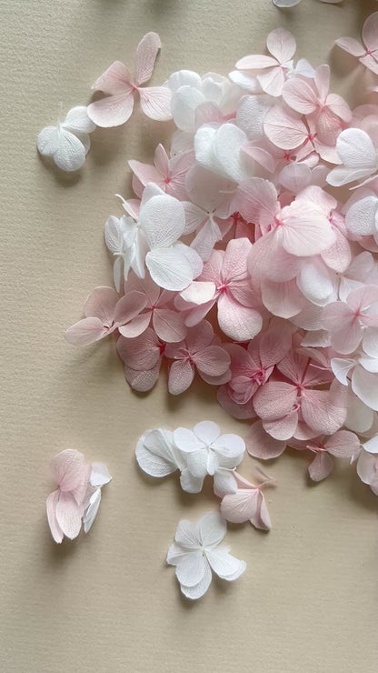 White and Pink Butterfly Hydrangea Petals